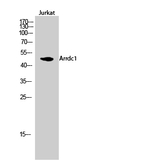 ARRDC1 Polyclonal Antibody