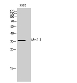 beta-3 Adrenergic Receptor Antibody in Western Blot (WB)