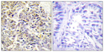 PYCARD Antibody in Immunohistochemistry (Paraffin) (IHC (P))