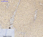 PYCARD Antibody in Immunohistochemistry (Paraffin) (IHC (P))