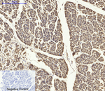 PYCARD Antibody in Immunohistochemistry (Paraffin) (IHC (P))