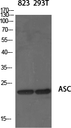 PYCARD Antibody in Western Blot (WB)