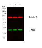 PYCARD Antibody in Western Blot (WB)