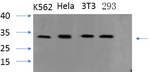 PYCARD Antibody in Western Blot (WB)