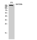 ARID1B Polyclonal Antibody