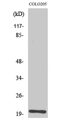 TRAPPC3 Polyclonal Antibody