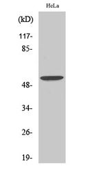 BMP-3 Polyclonal Antibody