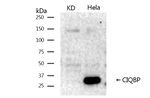 C1QBP Antibody in Western Blot (WB)