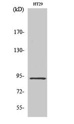 CAGE1 Polyclonal Antibody