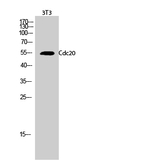 Cdc20 Antibody in Western Blot (WB)