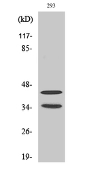 CDK10 Antibody in Western Blot (WB)