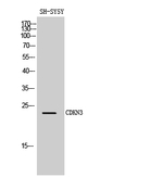 CDKN3 Polyclonal Antibody