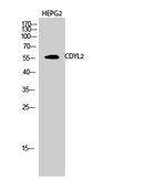 CDYL2 Antibody in Western Blot (WB)