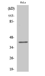 CMKLR1 Antibody in Western Blot (WB)