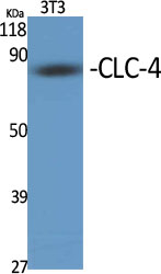 CLCN4 Antibody in Western Blot (WB)