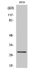 CLIC4 Antibody in Western Blot (WB)