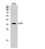 PDLIM1 Antibody in Western Blot (WB)
