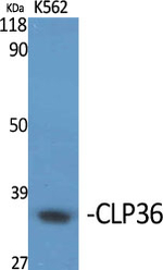 PDLIM1 Polyclonal Antibody