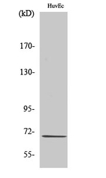 CTPS Antibody in Western Blot (WB)