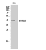 AWAT1 Antibody in Western Blot (WB)