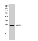 eIF4E3 Polyclonal Antibody