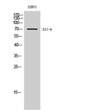 ELF4 Antibody in Western Blot (WB)