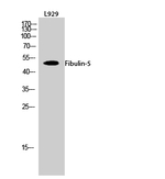 Fibulin 5 Antibody in Western Blot (WB)