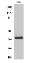 SFRP2 Antibody in Western Blot (WB)