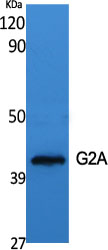 GPR132 Antibody in Western Blot (WB)