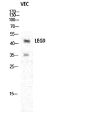 Galectin 9 Antibody in Western Blot (WB)