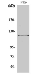 GCP5 Antibody in Western Blot (WB)