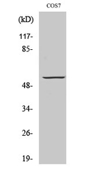 GPR101 Antibody in Western Blot (WB)