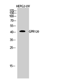 GPR120 Antibody in Western Blot (WB)