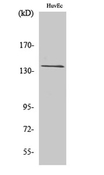 GPR126 Antibody in Western Blot (WB)