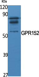 GPR152 Antibody in Western Blot (WB)