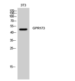 GPR173 Polyclonal Antibody