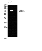 GPR56 Antibody in Western Blot (WB)