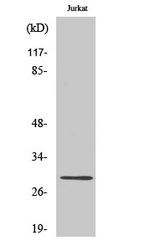 Granzyme K Antibody in Western Blot (WB)