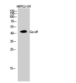GNAL Antibody in Western Blot (WB)