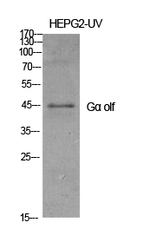 GNAL Polyclonal Antibody