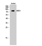 MYST2 Polyclonal Antibody