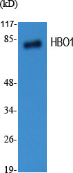 MYST2 Antibody in Western Blot (WB)