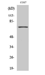 HDAC10 Polyclonal Antibody