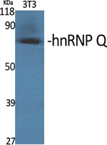 HnRNP Q Antibody in Western Blot (WB)