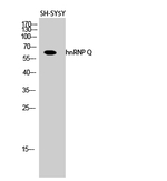 HnRNP Q Polyclonal Antibody