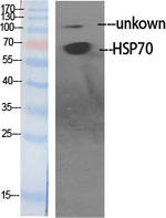 HSP701L Polyclonal Antibody