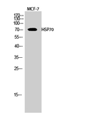 HSP701L Antibody in Western Blot (WB)