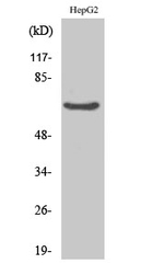 RED Polyclonal Antibody