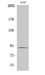 ITGB5 Antibody in Western Blot (WB)
