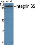 ITGB5 Antibody in Western Blot (WB)
